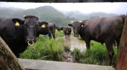 japan-fukushima-cows (2)