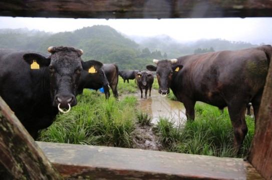 japan-fukushima-cows (2)